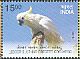 Sulphur-crested Cockatoo Cacatua galerita  2016 Exotic birds 