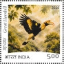 Great Hornbill Buceros bicornis