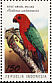 Moluccan King Parrot  Alisterus amboinensis