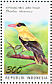 Black-naped Oriole Oriolus chinensis