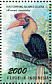 Knobbed Hornbill Rhyticeros cassidix