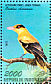 Black-naped Oriole Oriolus chinensis