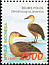 Lesser Whistling Duck Dendrocygna javanica  1998 Indonesian ducks 
