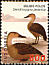 Lesser Whistling Duck Dendrocygna javanica  2000 Indonesian ducks 