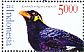 Nias Hill Myna Gracula robusta  2015 Flora and fauna  MS