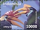 Knobbed Hornbill Rhyticeros cassidix