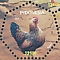 Red Junglefowl Gallus gallus