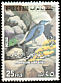 Blue Rock Thrush Monticola solitarius  1976 Birds 