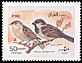 House Sparrow Passer domesticus  2000 Birds 