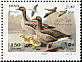 Greylag Goose Anser anser  2007 Birds 