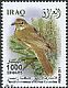 Clamorous Reed Warbler Acrocephalus stentoreus