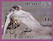 Peregrine Falcon Falco peregrinus  2012 Falcons 