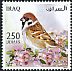 Eurasian Tree Sparrow Passer montanus  2015 Iraqi birds 