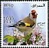 European Goldfinch Carduelis carduelis