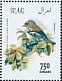 Common Chaffinch Fringilla coelebs  2019 Birds 