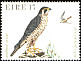 Peregrine Falcon Falco peregrinus  1979 Birds 