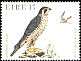 Peregrine Falcon Falco peregrinus