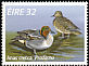 Eurasian Teal Anas crecca  1996 Fresh water ducks 
