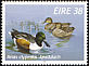 Northern Shoveler Spatula clypeata  1996 Fresh water ducks 