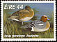 Eurasian Wigeon Mareca penelope  1996 Fresh water ducks 