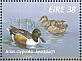 Northern Shoveler Spatula clypeata  1996 Fresh water ducks Sheet