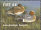 Eurasian Wigeon Mareca penelope  1996 Fresh water ducks Sheet