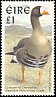 Greater White-fronted Goose Anser albifrons  1997 Birds 