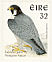 Peregrine Falcon Falco peregrinus