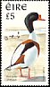 Common Shelduck Tadorna tadorna  1997 Birds 