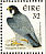 Peregrine Falcon Falco peregrinus