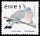 Common Wood Pigeon Columba palumbus  1998 Birds 