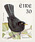 Common Blackbird Turdus merula  1998 Birds, Blackbird and Goldcrest Strip, sa, ISS