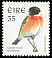 European Stonechat Saxicola rubicola  1998 Birds ph