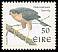 Eurasian Sparrowhawk Accipiter nisus  1998 Birds ph