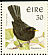 Common Blackbird Turdus merula