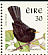 Common Blackbird Turdus merula