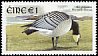 Barnacle Goose Branta leucopsis