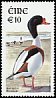 Common Shelduck Tadorna tadorna  2002 Birds 