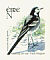 White Wagtail Motacilla alba