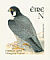 Peregrine Falcon Falco peregrinus