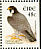 Peregrine Falcon Falco peregrinus