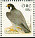 Peregrine Falcon Falco peregrinus