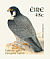 Peregrine Falcon Falco peregrinus