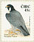 Peregrine Falcon Falco peregrinus