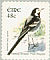 White Wagtail Motacilla alba