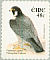 Peregrine Falcon Falco peregrinus  2004 Birds, Wagtail and Falcon Strip, sa, Ens