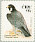 Peregrine Falcon Falco peregrinus