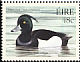 Tufted Duck Aythya fuligula  2004 Ducks 