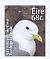 Black-legged Kittiwake Rissa tridactyla  2014 Definitives Coil, sa