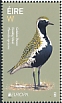 European Golden Plover Pluvialis apricaria  2019 Europa 